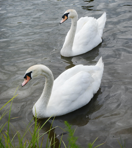 Kunce farm swans